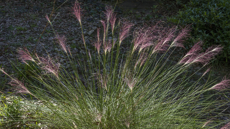 Pink muhly grass