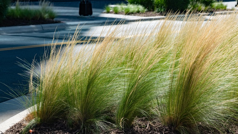 feather reed grass in front lawn