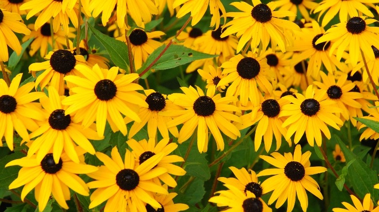 An up close view of black-eyed Susan flowers