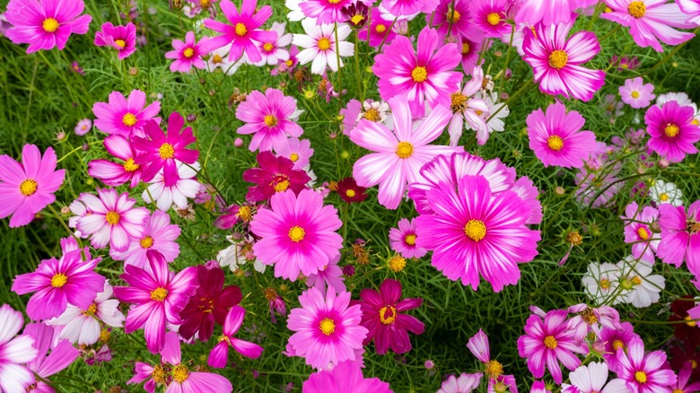 An arial view of cosmos flowers in a garden