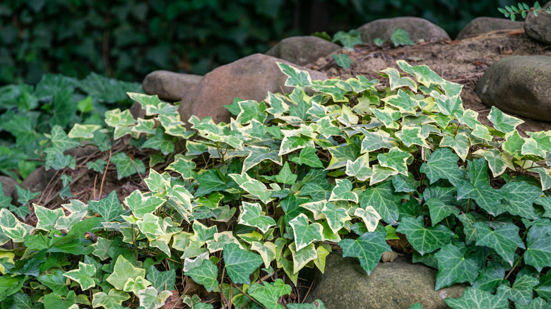 English ivy growing on rocks 