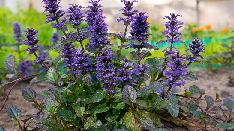 Small bush of bugleweed