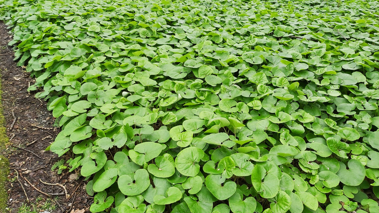 Canadian wild ginger lawn