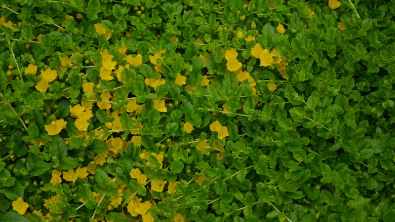 Creeping jenny on a lawn