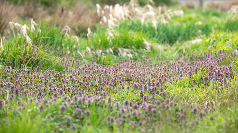 Field of purple deadnettle