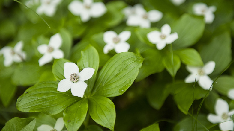 close-up of bunchberry plant