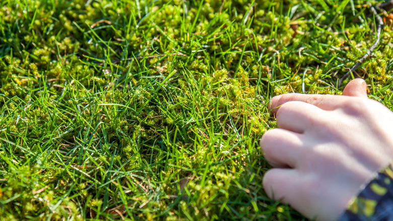 Pointing at moss in grass
