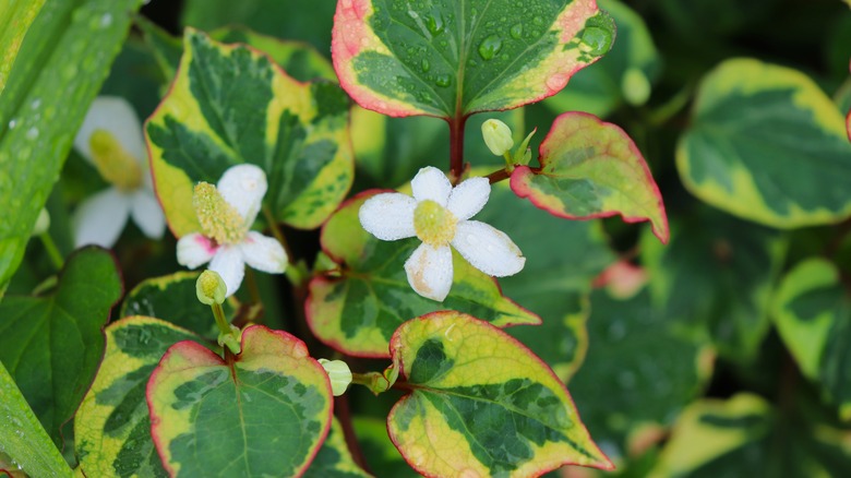 close-up of chameleon plant