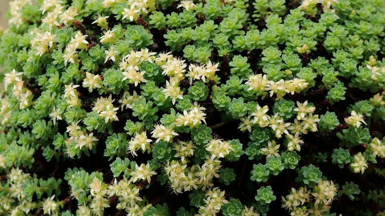 close-up of creeping sedum