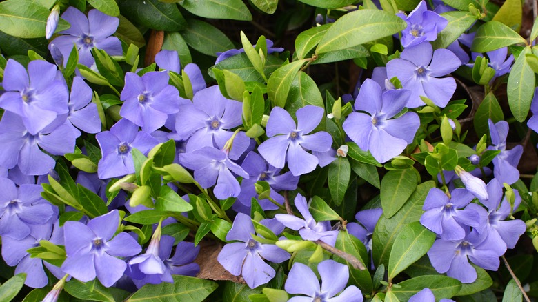 close-up of periwinkle plant