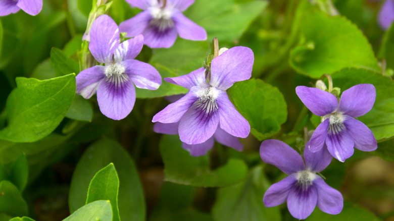 Close up of wild violets