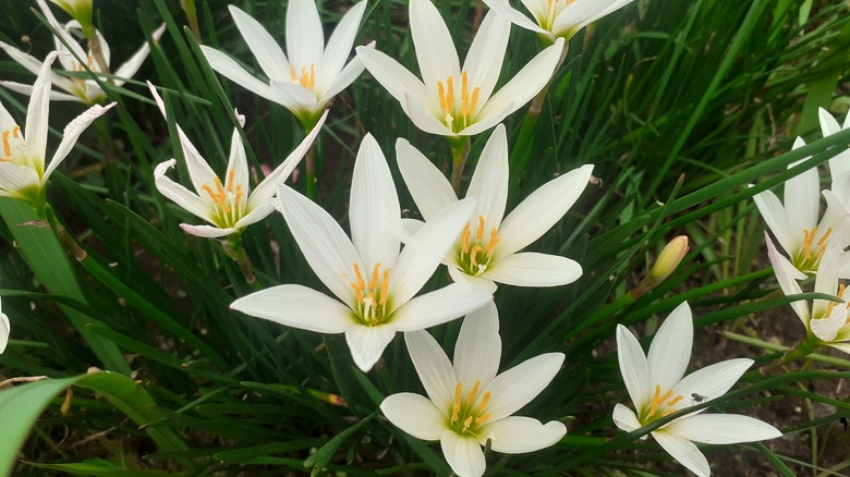 white rain lilies blooming