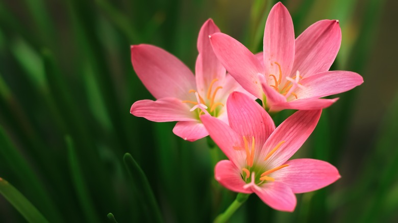 pink rain lily