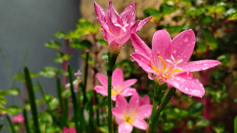 pink rain lilies
