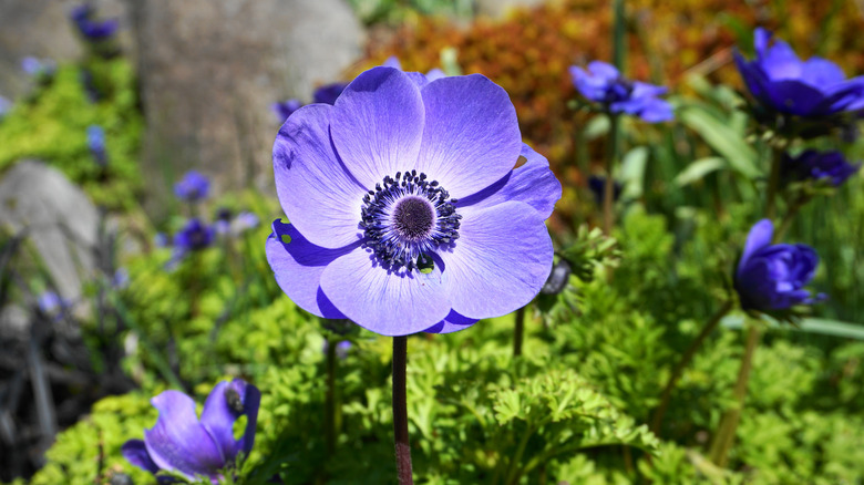 Blue anemone coronaria flowers