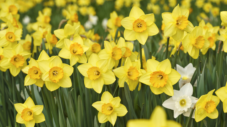 Yellow and white daffodils