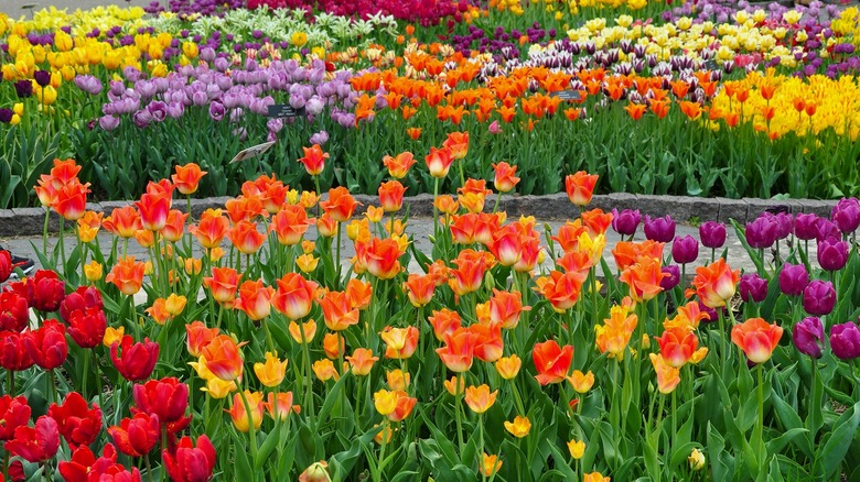 color blocked tulip beds