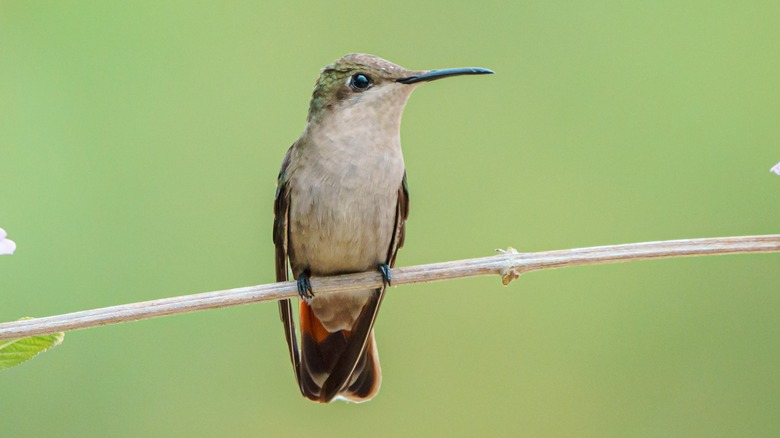 Female or juvenile hummingbird perched on a stem