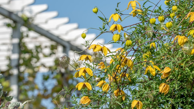 Clematis tangutica growing on a trellis against a blue sky