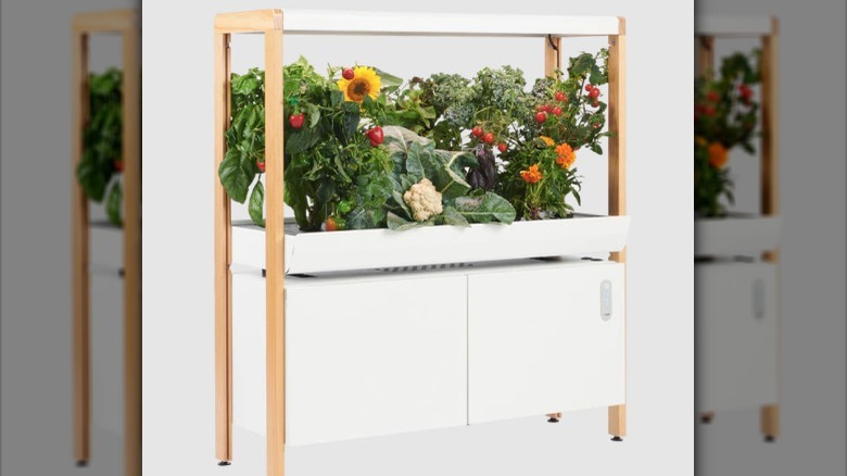 Hydroponic station with grow lights in kitchen