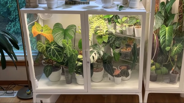 indoor greenhouse in glass cabinet