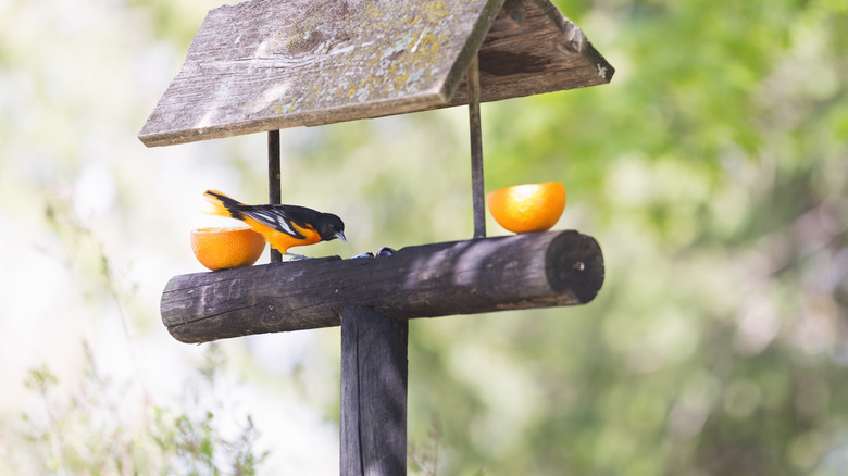 bird feeder on a post