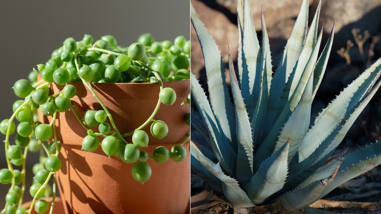potted senecio plant and agave succulent