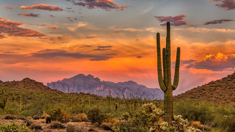 Saguaro cactus in Arizona