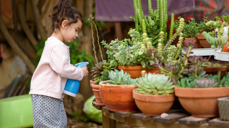 little spray bottle girl succulents