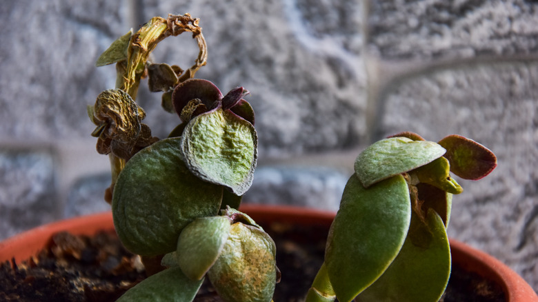 Sick, dying succulent in pot