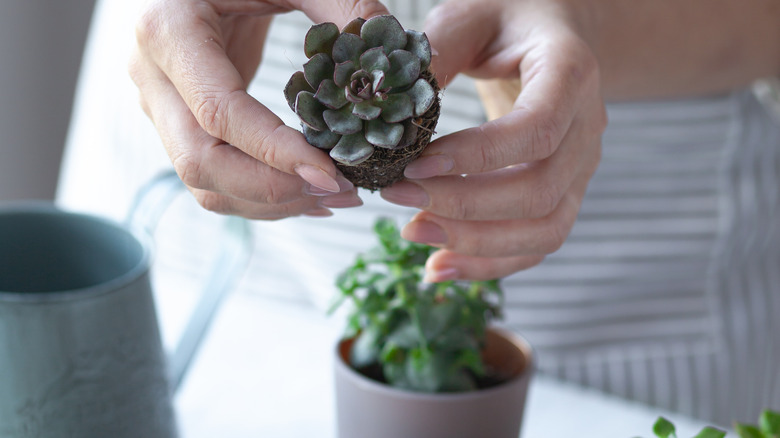 planting rosette succulent in pot