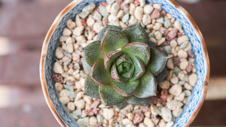 Echeveria succulent with pebbles