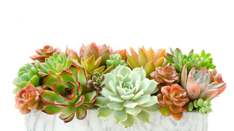 succulent variety rosettes color leaves