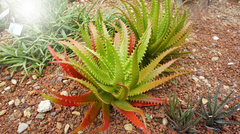 Aloe with red leaves from sun