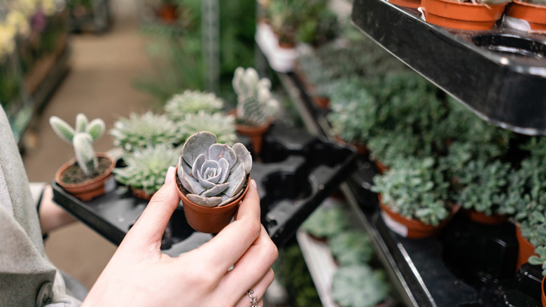 Hand picking succulent off shelf