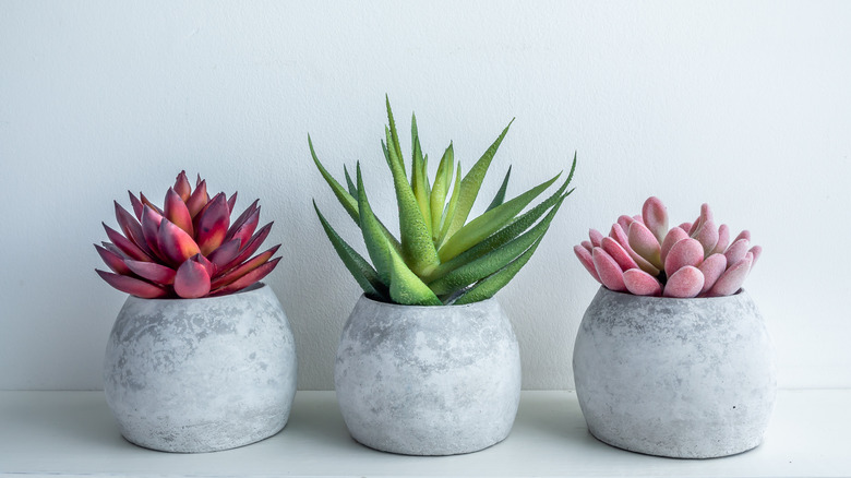 Three potted succulents in concrete