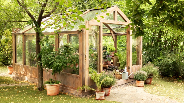 wooden backyard greenhouse