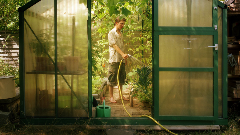 man working in greenhouse