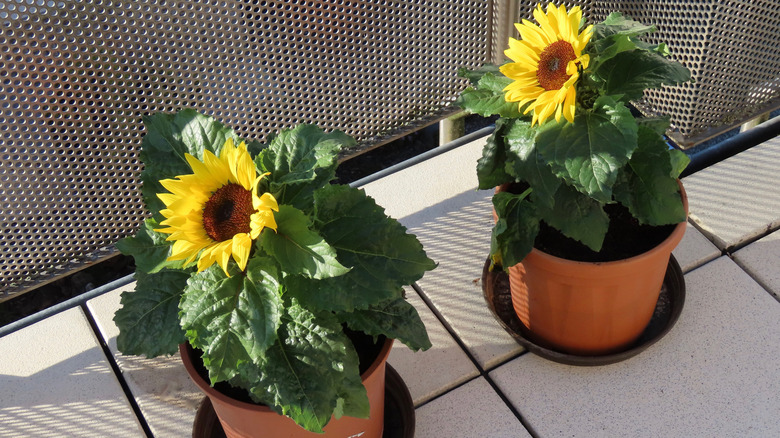 sunflowers in pots