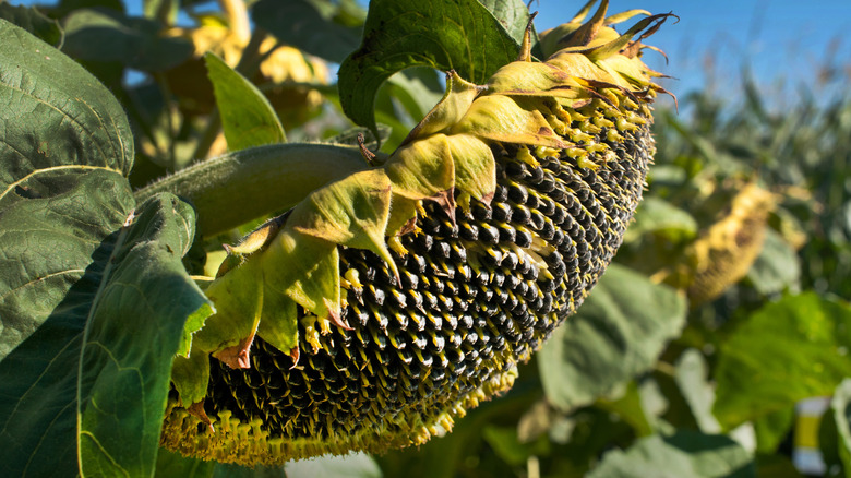 sunflower head with seeds emerging