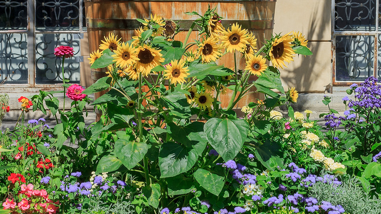 sunflowers in flower bed