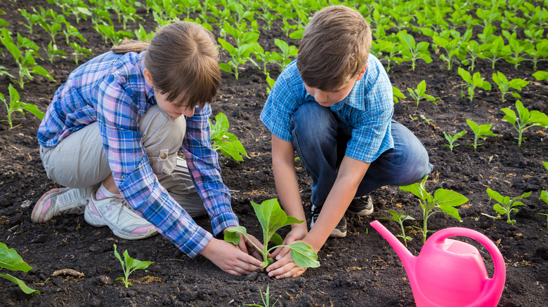 children fertilizing sunflowers