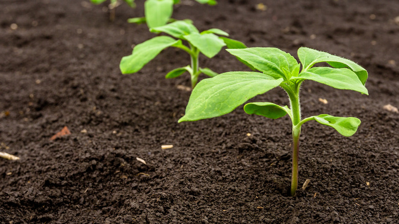 sunflower seedlings in garden