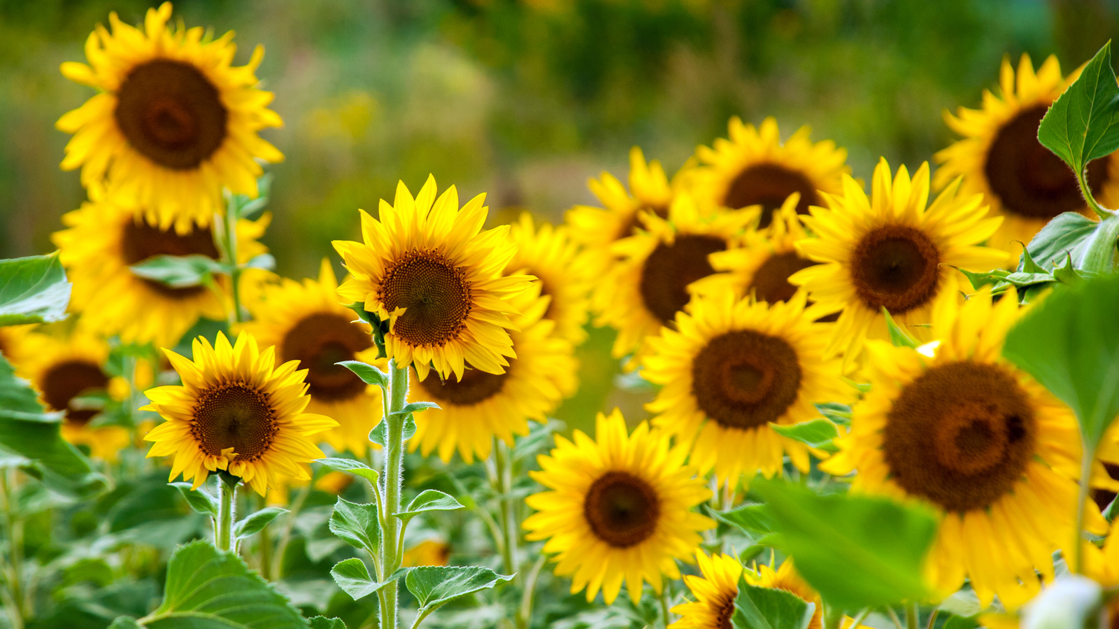 https://www.housedigest.com/img/gallery/sunflowers-everything-you-need-to-know-before-planting/l-intro-1641582224.jpg