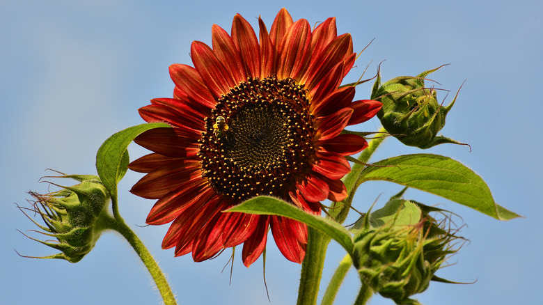 Moulin Rouge sunflower