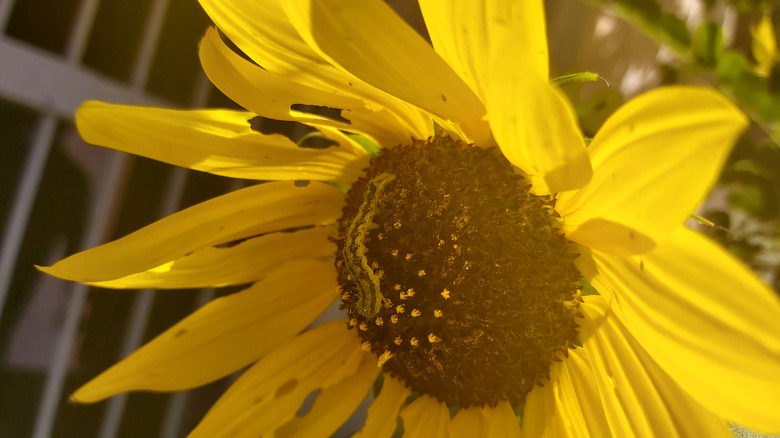 caterpillar on sunflower