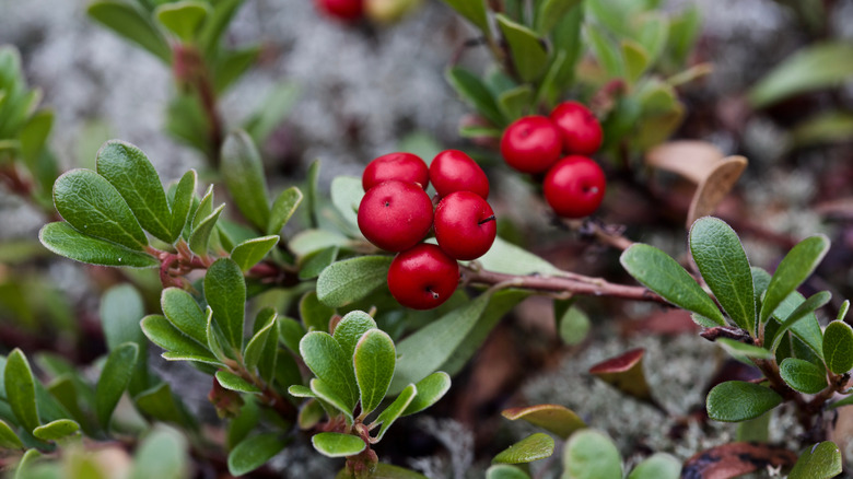 Up close view of kinnikinnick branch with red berries and green foliage