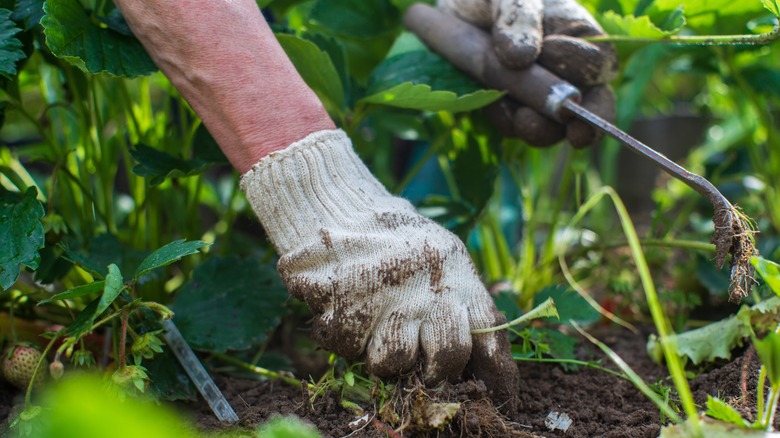 A gardener hand weeding in a  garden