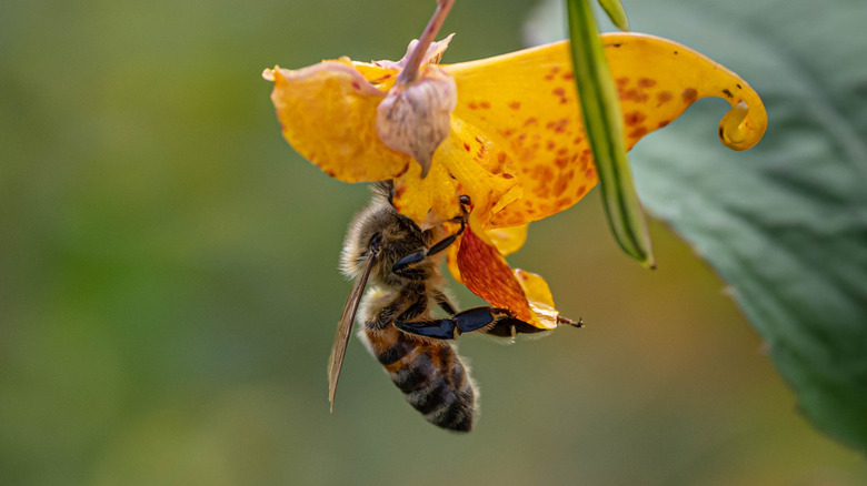 Honeybee pollinating a jewelweed flower