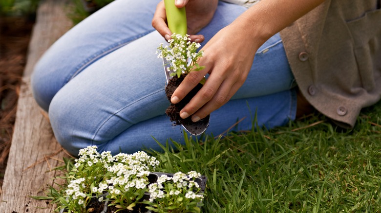 Suppress Weeds & Attract Pollinators This Summer With Low-Growing Annuals